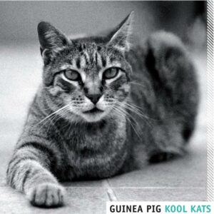 Guinea Pig! : Kool Kats